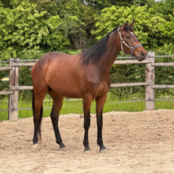 POULAIN - LANAKEN PEGASUS